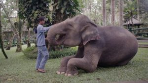 ELEPHANT--CARER-RELATIONSHIPS